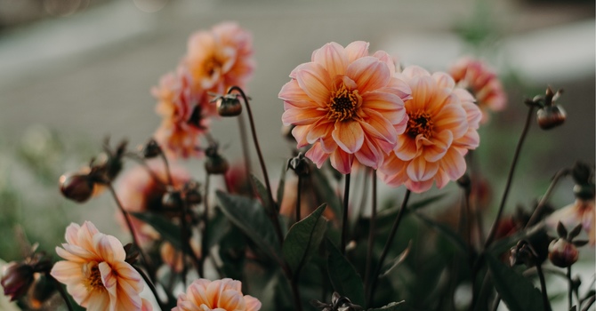 Book Review of ‘The Anxious Perfectionist’ by Larissa W. Ong and Michael P. Twohig image